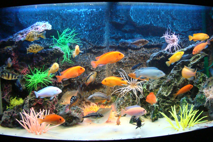 aquarium_business.jpg
